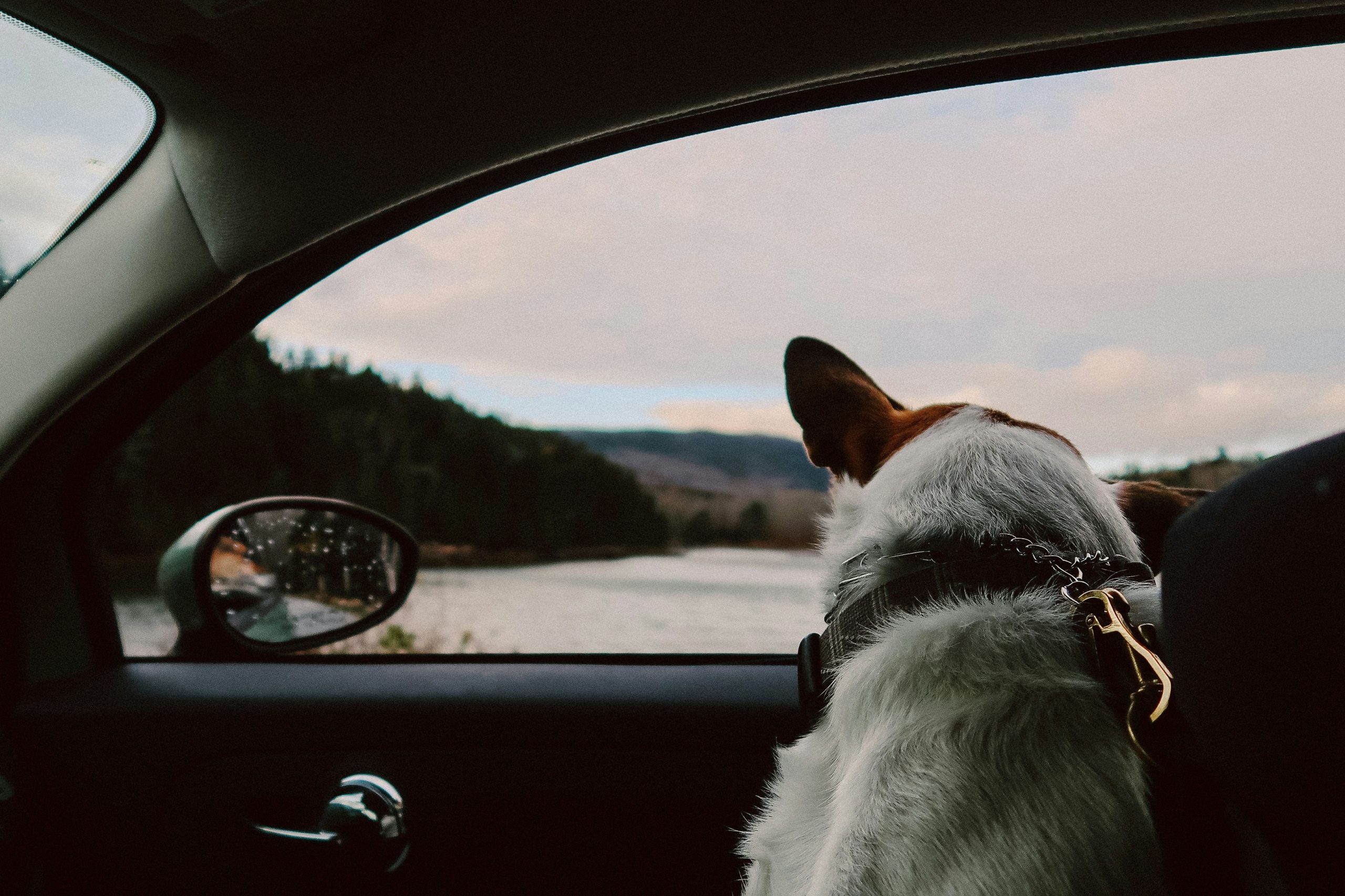 dog in pet taxi