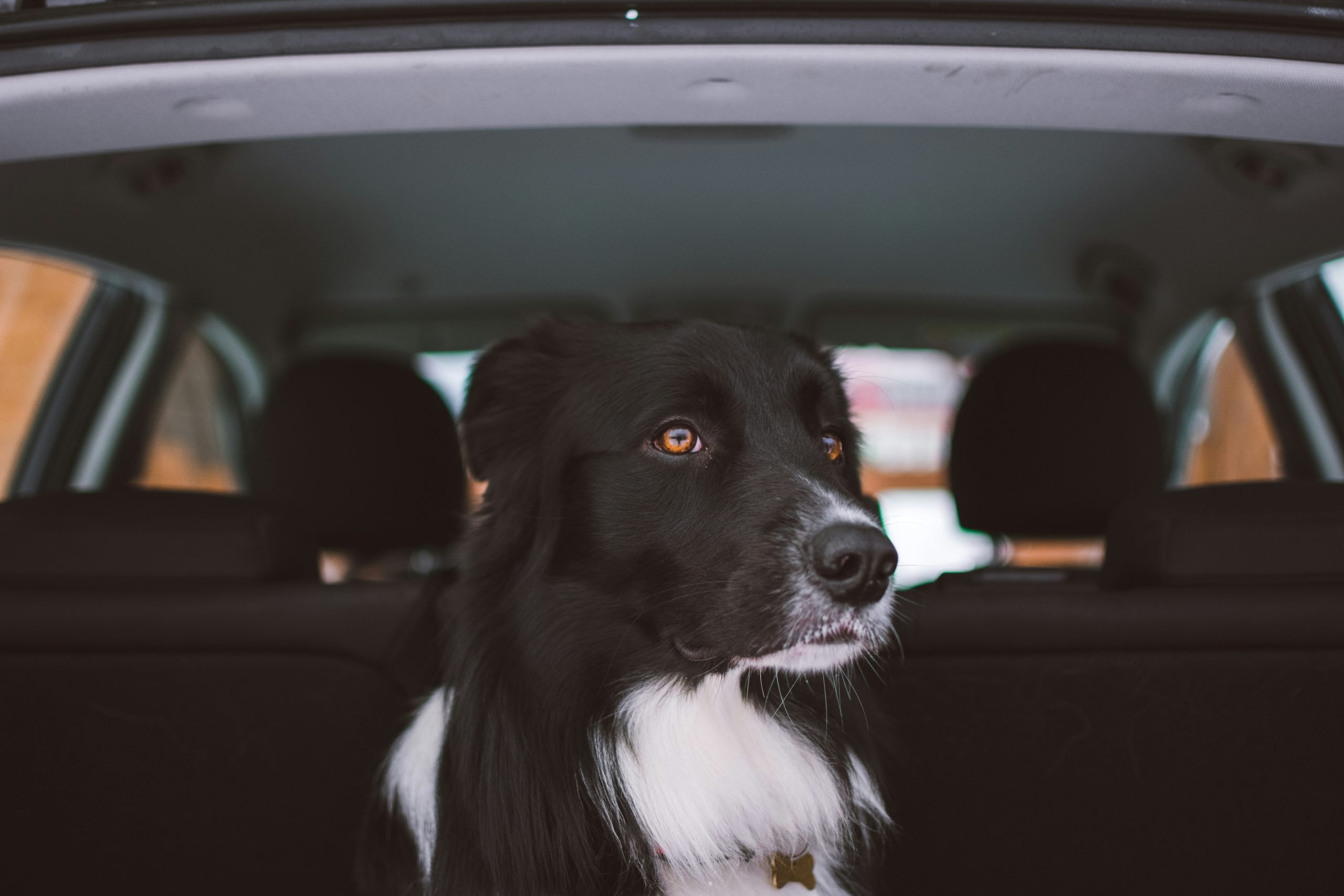dog in pet taxi