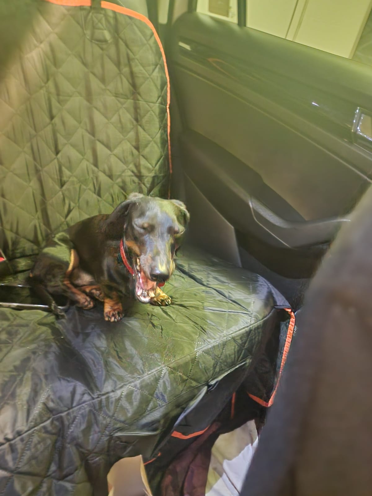 dog in pet taxi