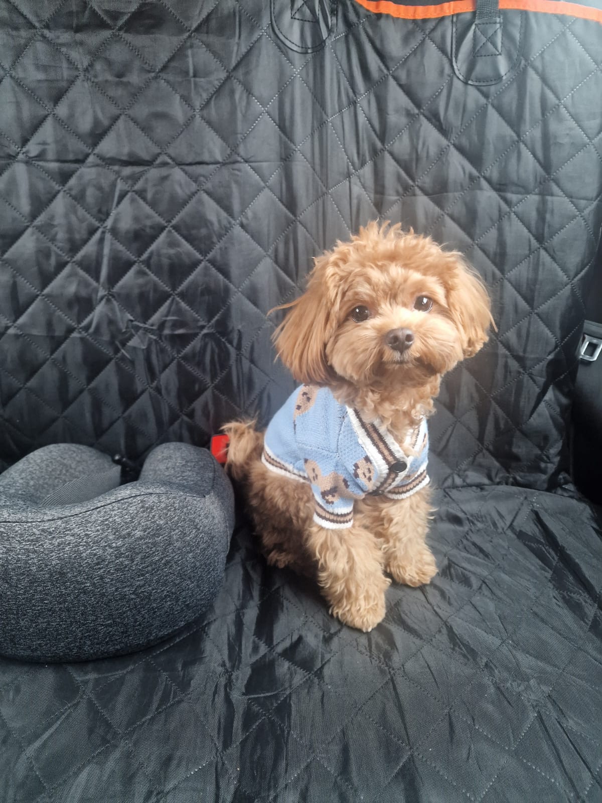 dog in pet taxi
