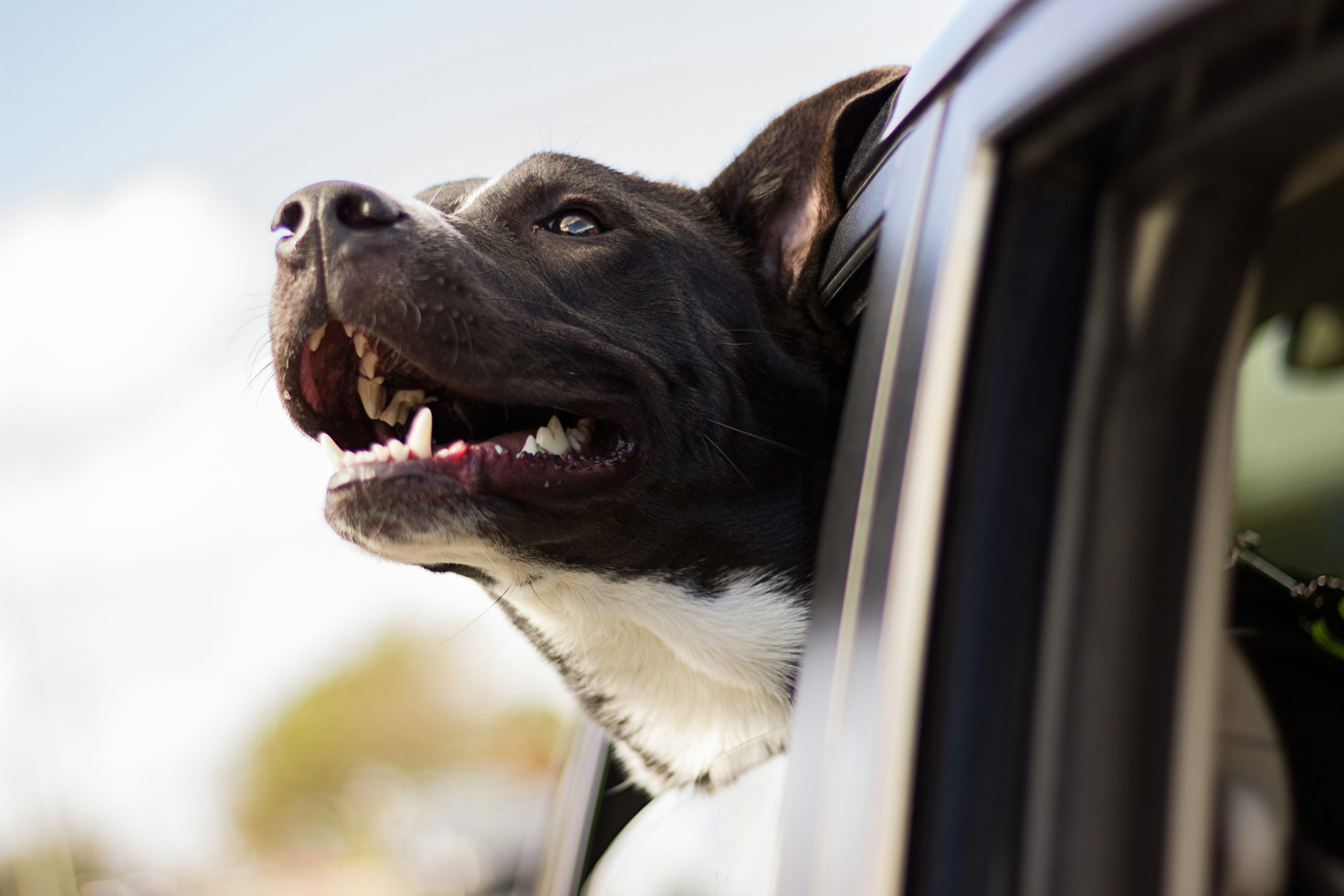 Professional Pet Transport in Kent