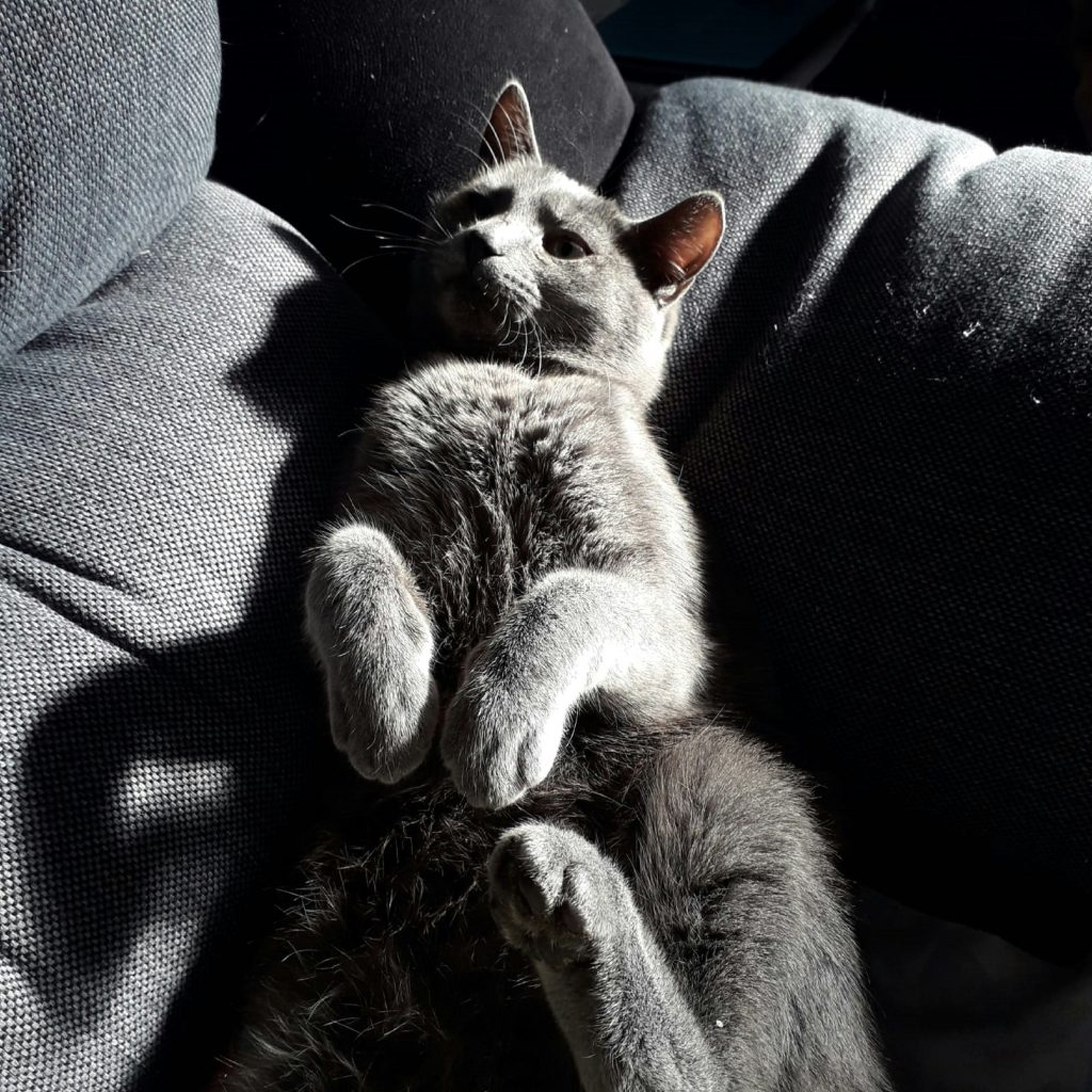 comfy cat in a pet taxi