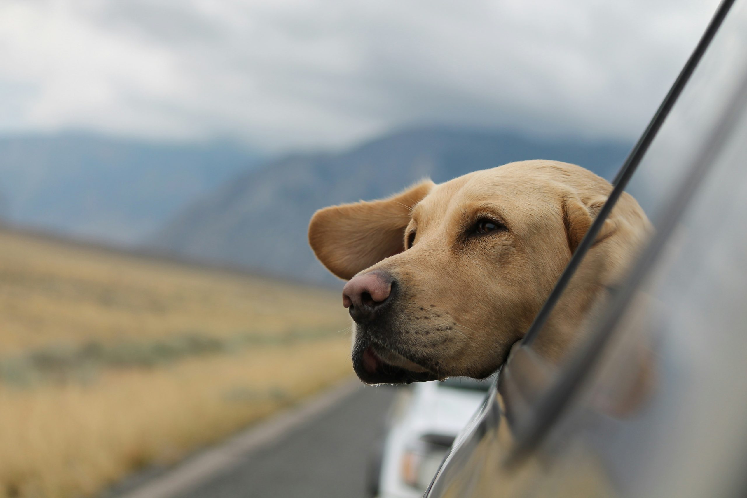 labrador in a pet taxi