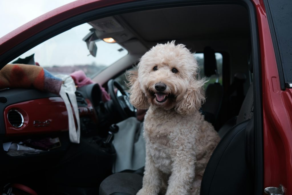 fluffy dog in a pet taxi