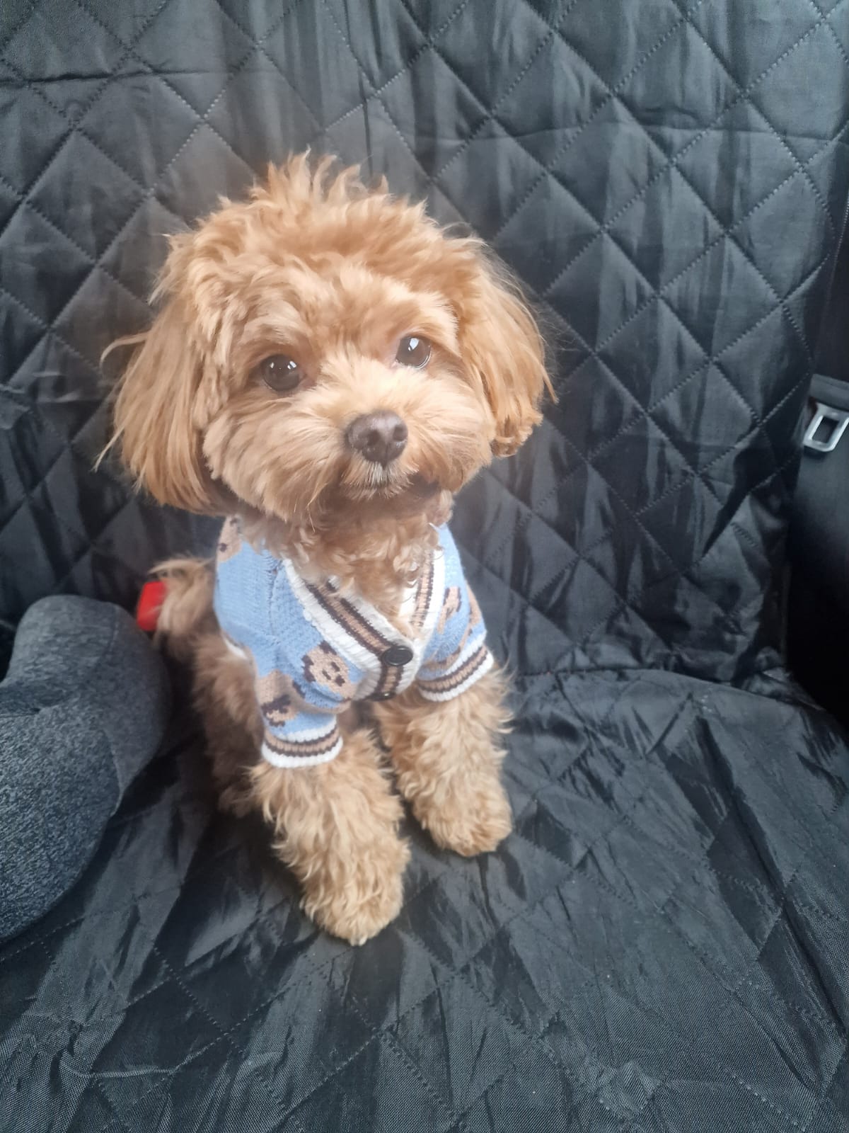 What Does a Pet Taxi Service Do