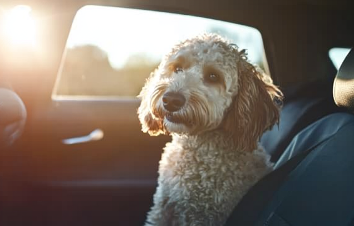 dog in pet taxi
